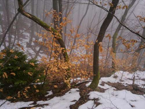 winter snow fog leaves wood