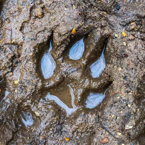 paw print animal tracks mud nature