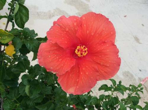 flower red hibiscus tropical