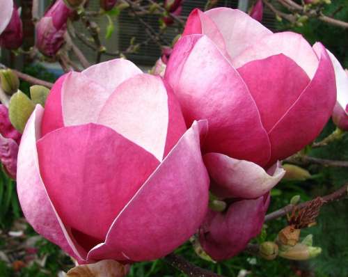 magnolia pink white flower plant