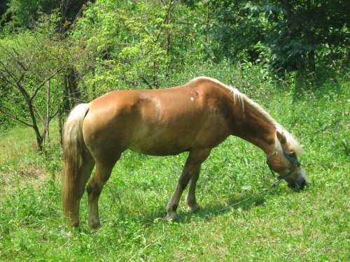 horse animal grass #animals