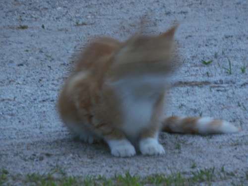 motion blur cat