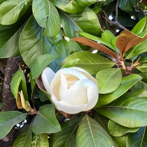 tree blossom fragrant spring Magnolia