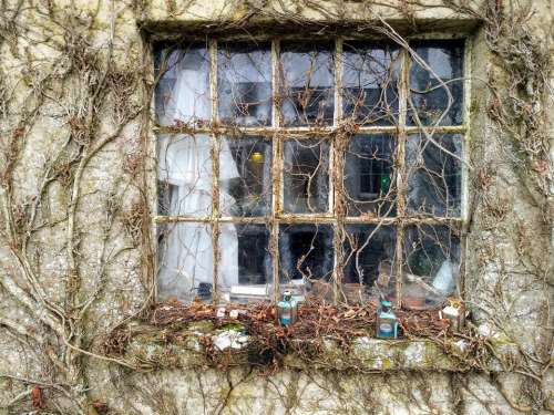 old window frame decay broken window ivy