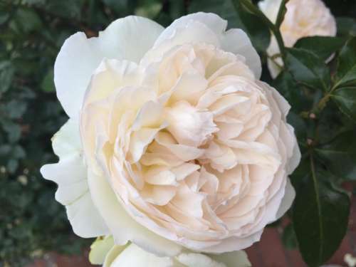 white rose rose garden flower