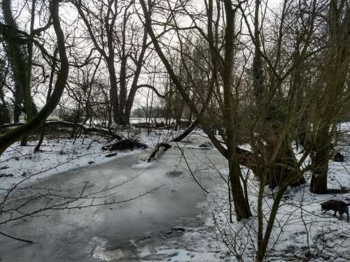 pond wood frozen dog winter
