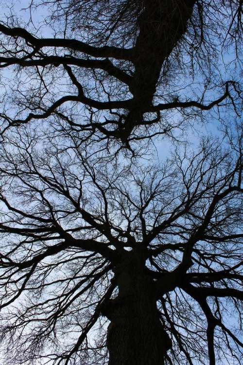 tree trees sky lookup branches