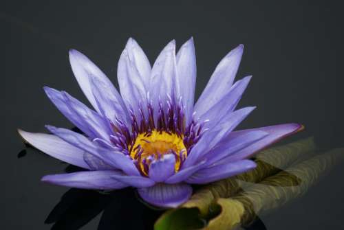 #water lilies #Lilies #flower #lotus #blue flower