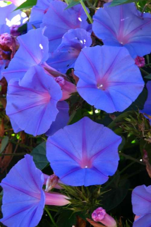 morning glory blue violet flower plant