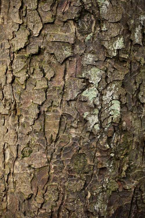 bark tree wood texture abstract