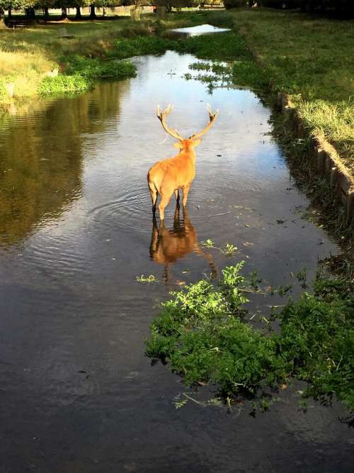 deer drinking stream river park