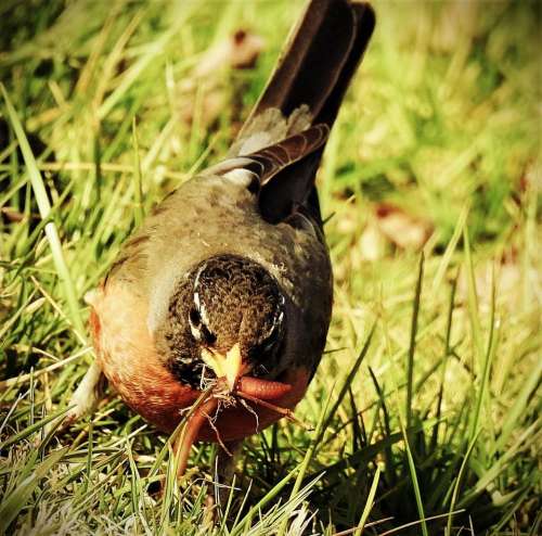 bird animal wildlife robin songbird