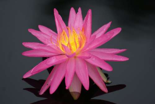 #water lily #lilies #flower #lotus #pink flower