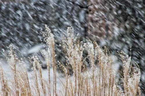 winter season snow grass storm