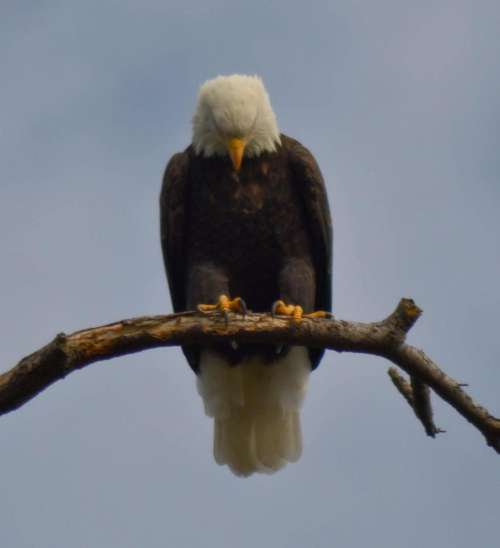 Ponddr bald eagle eagle America 