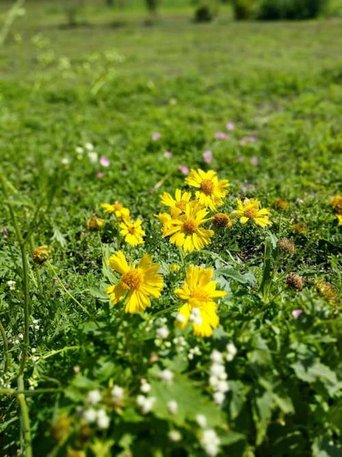 wild flowers yellow #flower-cluster