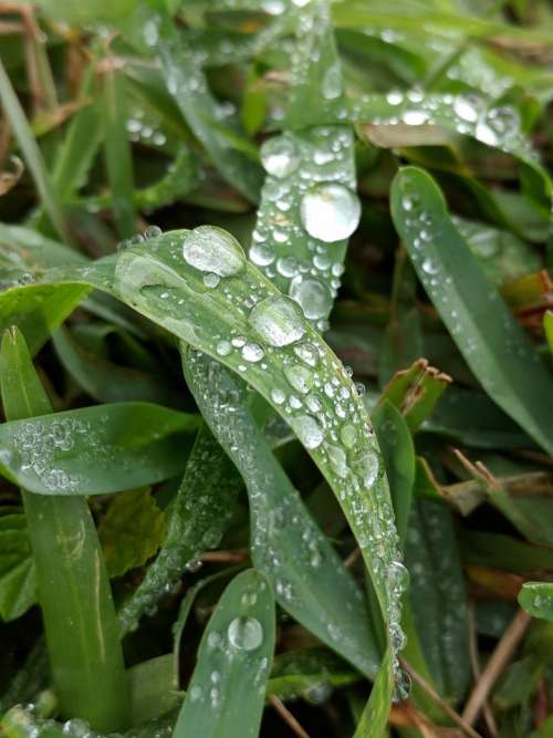 garden water drops droplets #naturaltexture