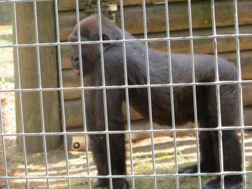 gorilla monkey ape zoo cage
