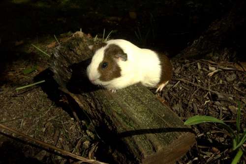 guinea pig small animal log nature furry