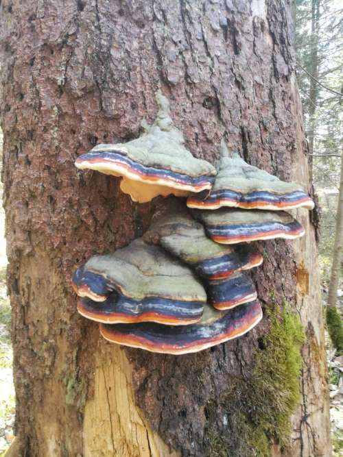 Fungi fungus colors colorful magical