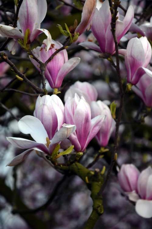 magnolia blossom tree flower pink