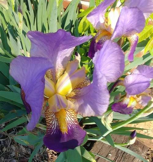 Iris flowers 