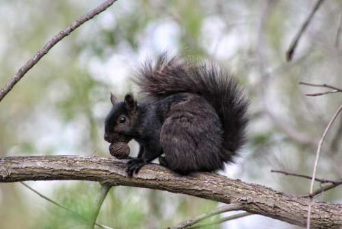 animal mammal rodent squirrel black