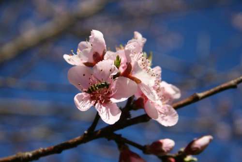 peach tree flower pink flower bee on a flower pollinator gardens