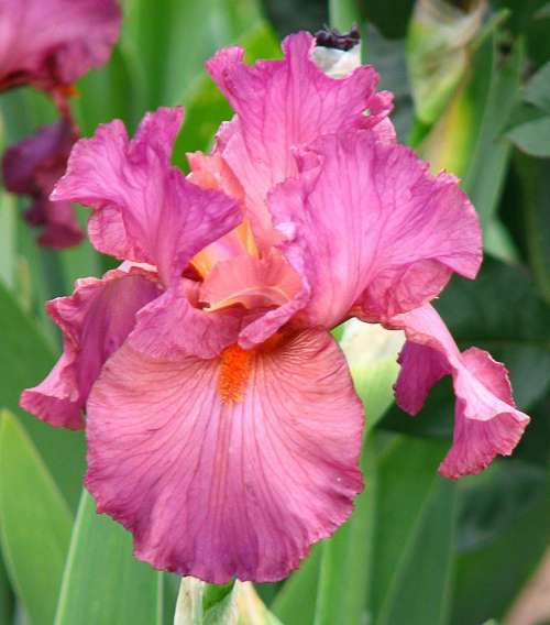 iris bearded iris pink flower plant