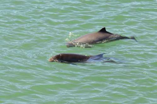 Harbor Porpoise mammal aquatic