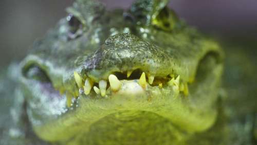 Teeth crocodile 