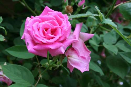 #roses rose pink rose rose garden garden
