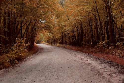 Autumn Tree Path Green Dirt Road