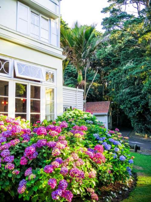 house hydrangea flowers garden