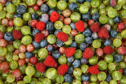 berries mix medley summer gooseberry