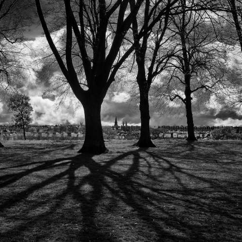 edinburgh scotland darkedinburgh tree trees