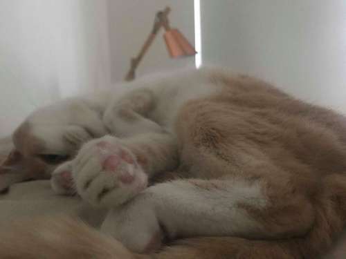 Cat Lazy Sleeping paws pink 