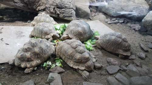 zoo japan travel animal turtle