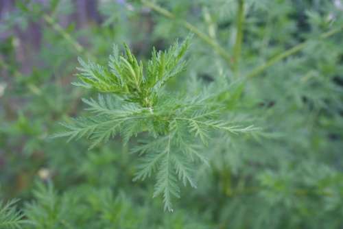 Artemisia Wormwood Mugwort herbs herbalism