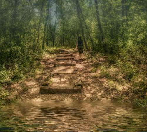 walking woods water steps path