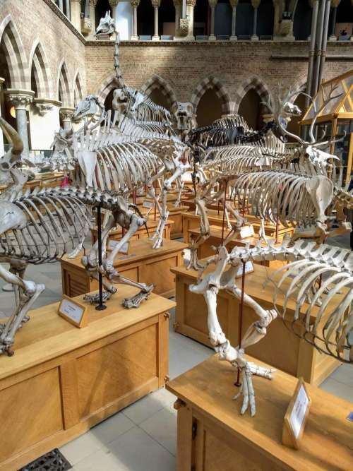dinosaurs skeletons museum cabinets bones