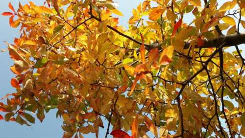 Autumn leaves foliage 