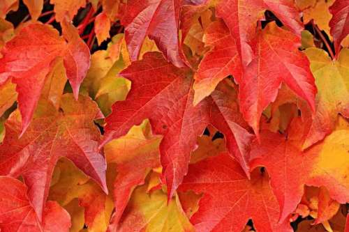Autumn leaves leaf foliage 
