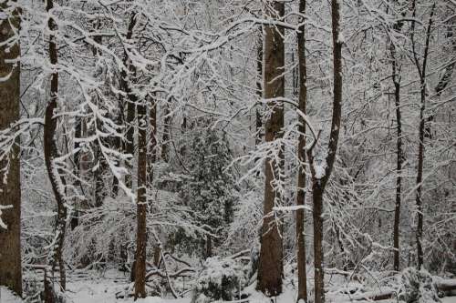 #forest snow winter trees dormant