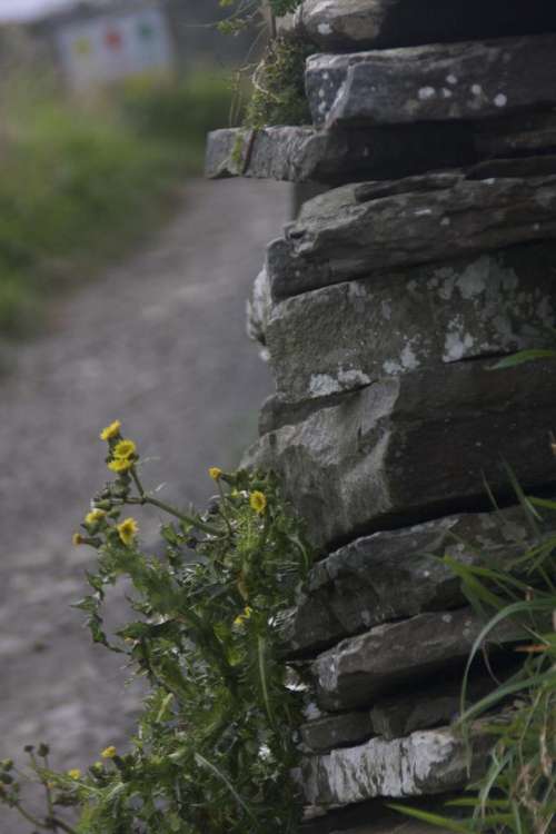 Yellow Flowers Stone Fence Ireland Irish Celtic