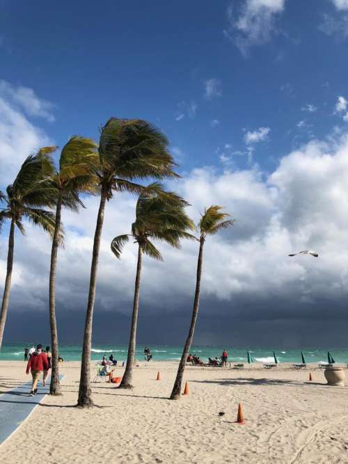 Seashore beach weather tropical Palm trees