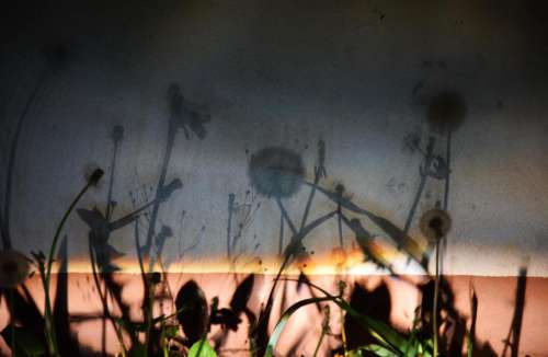 dandelion light nature Thistle shadow