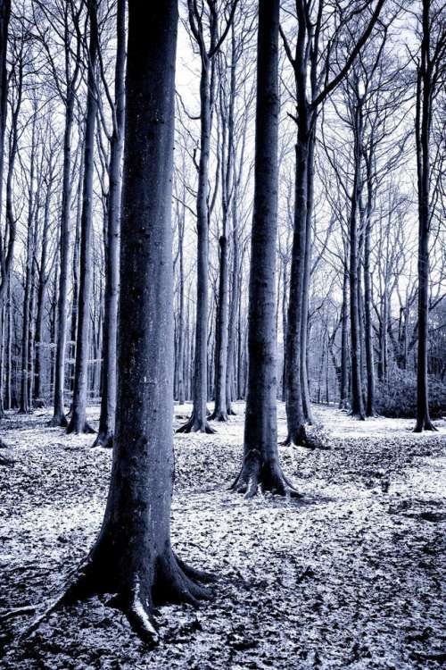 tree forest wood landscape scotland