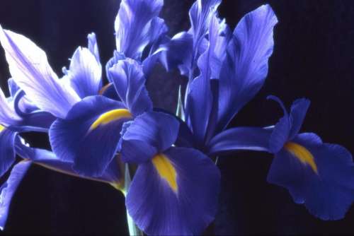 iris Dutch iris blue flower plant