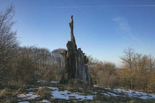 stump oak centuries   dishonesty  